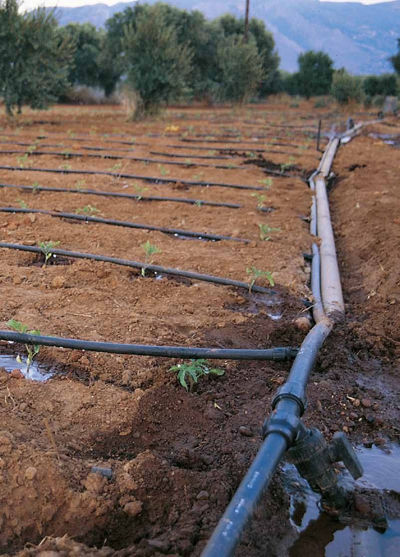 SINES - drip irrigation lines in an orchard