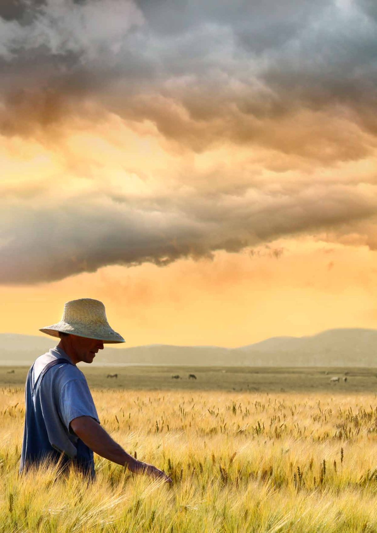 SINES - farmer in an irrigated field at sunset